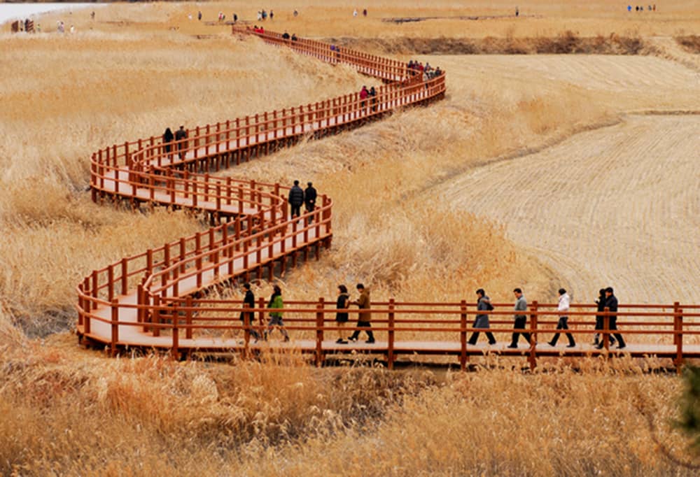 Cánh đồng lau sậy Hàn Quốc